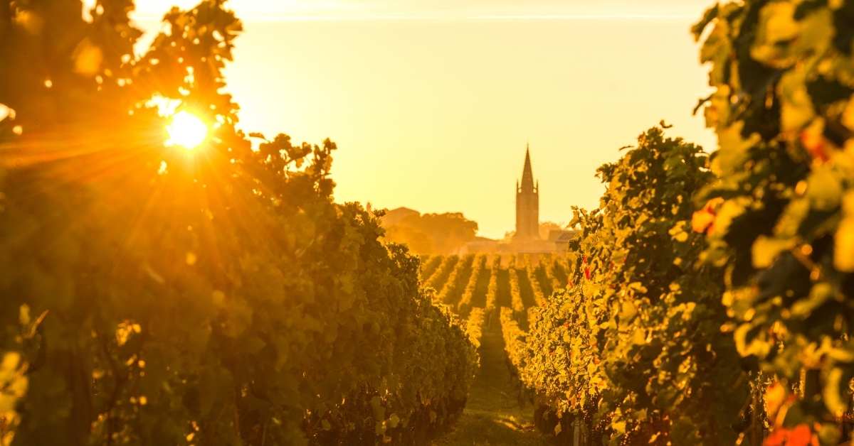 vignobles bordeaux